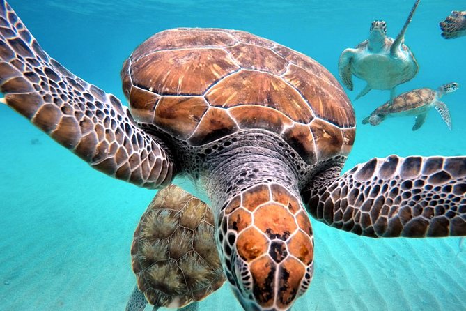 Swim and Snorkel with Sea Turtles - My Call: Book It If You Want Turtles Plus an Island Sampler