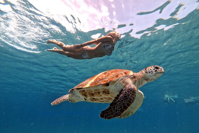 Swim and Snorkel with Sea Turtles - Free GoPro Photos Are a Real Part of the Value