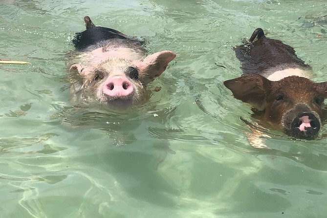 Swim with Pigs on a Tropical Island - Key points before you book