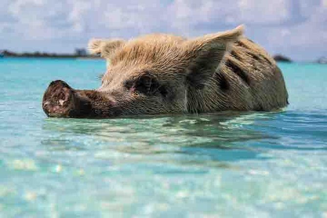 Swim with Pigs on a Tropical Island - Meeting the pigs at Crystal Beach