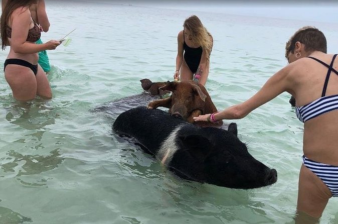 Swim with Pigs on a Tropical Island - Price, inclusions, and overall value