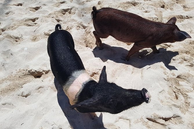 Swim with Pigs on a Tropical Island - Weather, cancellations, and animal rest days