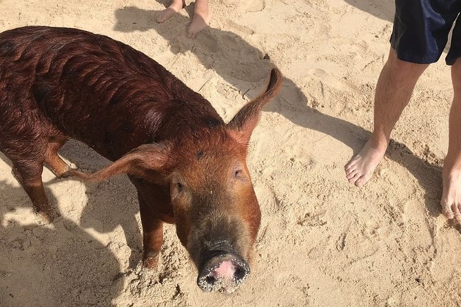 Swim with Pigs on a Tropical Island - Who will enjoy this Grand Bahama tour?