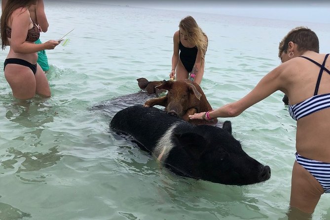 Swim with Pigs on a Tropical Island - What Crystal Beach adds to the outing