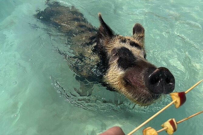 Swim with the Pigs Freeport @Creative Eco Adventures - Meeting the Pigs on Freeport’s Beach