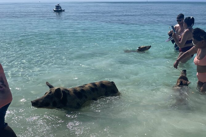 Swim with the Pigs Freeport @Creative Eco Adventures - Is $71.50 a Fair Price?
