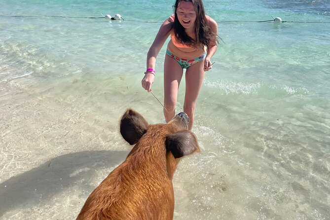 Swim with the Pigs Freeport @Creative Eco Adventures - Timing, Weather, and What to Plan For