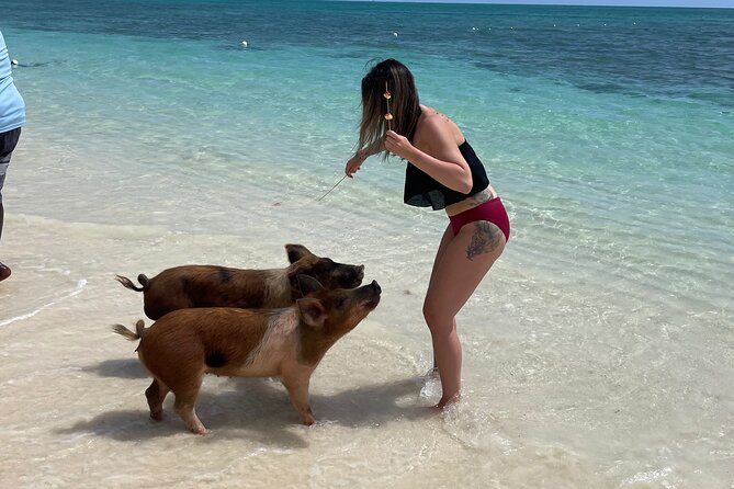 Swim with the Pigs Freeport @Creative Eco Adventures - Feeding, Swimming, and Photographing the Pigs