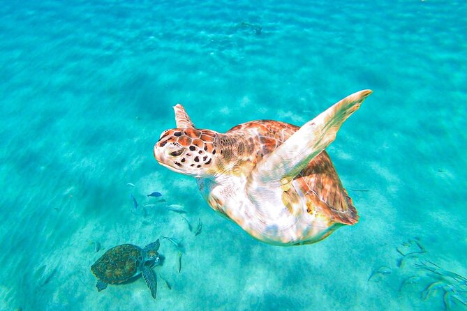 Swim with Turtles at Turtle Bay, Curacao: Boat, Blue Room Cave - Key points before you book