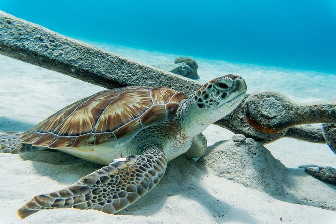 Swim with Turtles at Turtle Bay, Curacao: Boat, Blue Room Cave - What this $98 Curaçao boat trip actually delivers