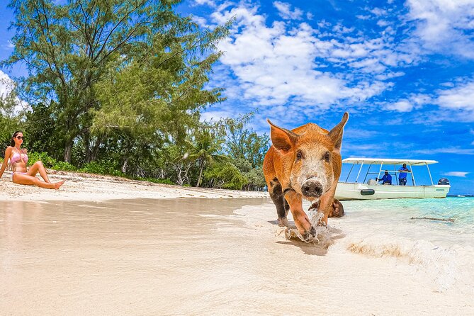 Swimming Pigs and Pearl Island Beach Escape - Who will enjoy this island escape