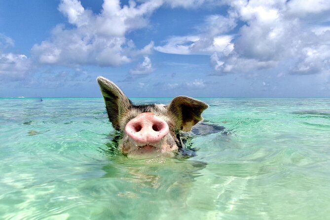 Swimming Pigs and Private Beach Club Escape - Key points to know before booking