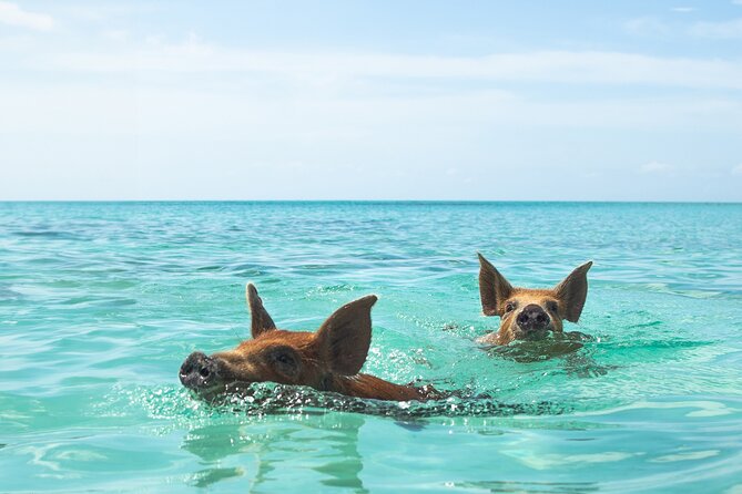 Swimming Pigs and Private Beach Club Escape - Rose Island is more than a backdrop