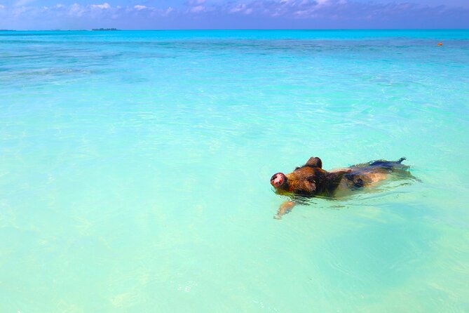 Swimming Pigs and Private Beach Club Escape - Snorkeling and paddleboards need a question mark