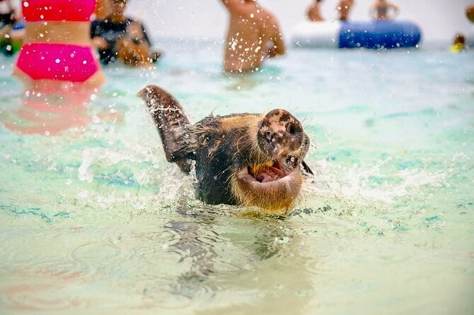 Swimming Pigs Of Rose Island & Beach Day - Group Tour - Key things to know before you book