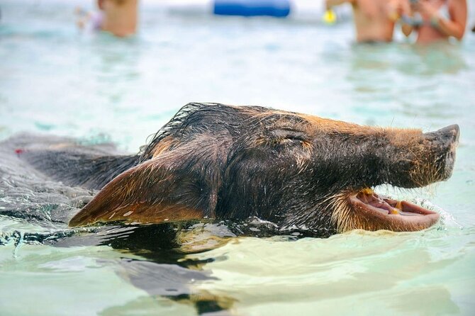 Swimming Pigs Of Rose Island & Beach Day - Group Tour - Green Cay and the ride back to Nassau