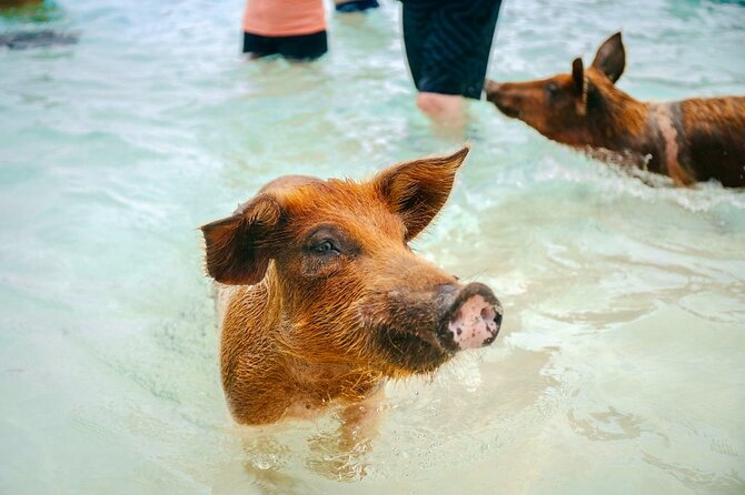 Swimming Pigs Of Rose Island & Beach Day - Group Tour - Guides, group size, and the overall mood
