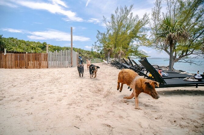 Swimming Pigs Of Rose Island & Beach Day - Group Tour - What to bring for a better day