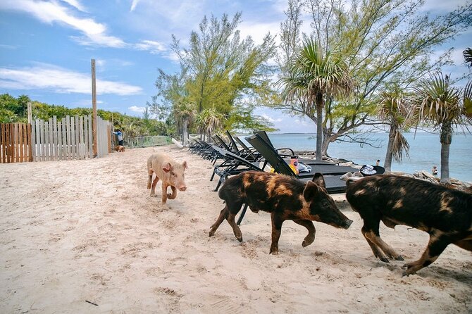 Swimming Pigs Of Rose Island & Beach Day - Group Tour - Who should book this Rose Island outing?