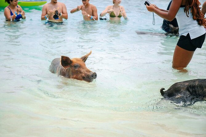 Swimming Pigs Of Rose Island Water Taxi Nassau Bahamas - Timing matters more than the advertised duration