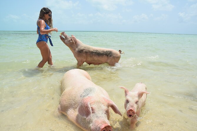 Swimming with Pigs in Nassau, Transportation Included - Key points to know before booking