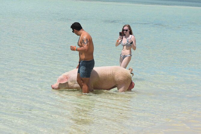 Swimming with Pigs in Nassau, Transportation Included - A beach stop that gives the outing more value