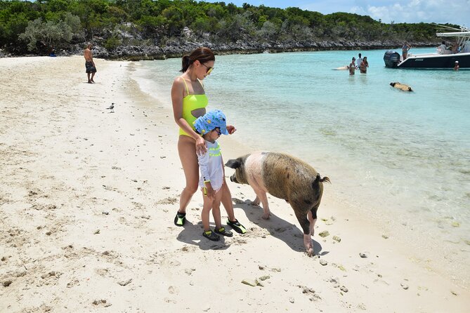 Swimming with Pigs in Nassau, Transportation Included - Who will enjoy this most