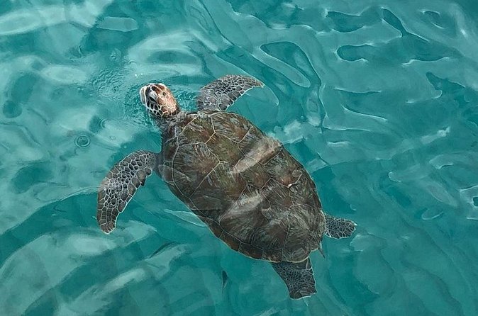 The Curacao Private Beach Hopping / Snorkeling Tour - How the price measures up