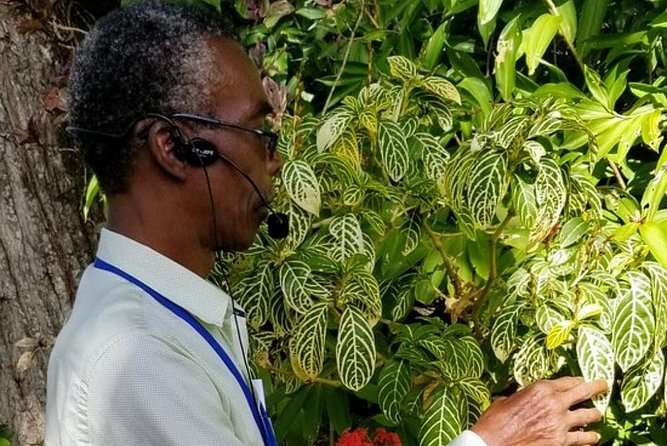 The Grand Tour of St. Kitts - Romney Manor adds gardens, craft, and a slower pace