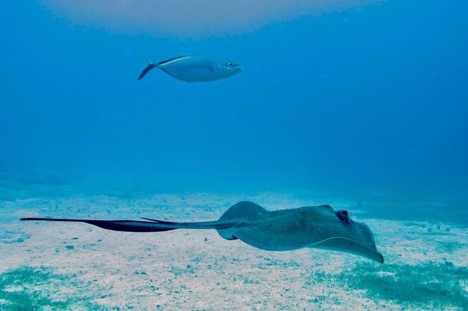 The Original Eco Tour Full-Day Around the Island of Sint Maarten - What makes this sailing day worth your time