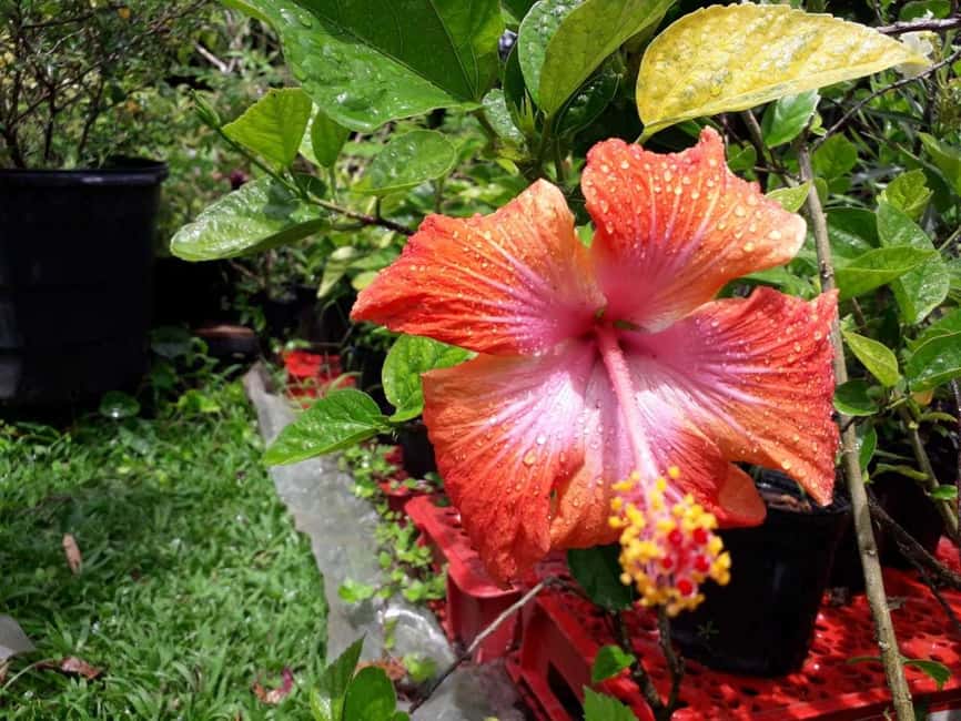 "Tropically Yours" Waterfall Nature Hike. - What to bring for a muddy trail and a wet finish