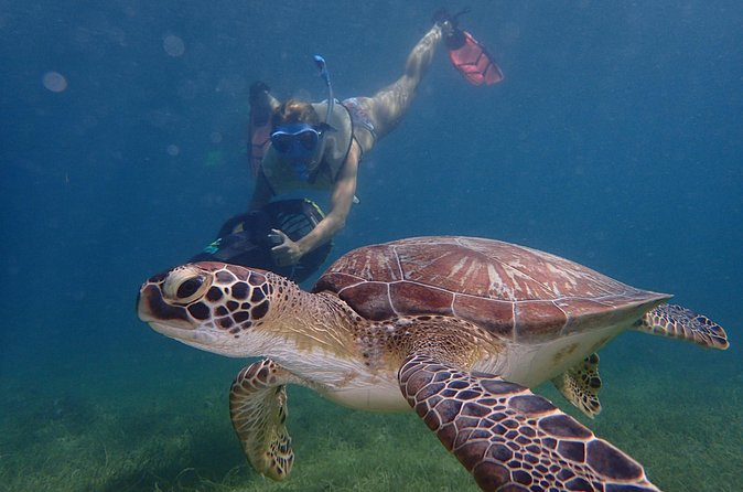 Turtle Beach Power Snorkeling Adventure - What you see below Freeman’s Bay
