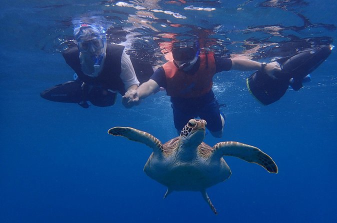 Turtle Beach Power Snorkeling Adventure - Is $132.99 a fair price?