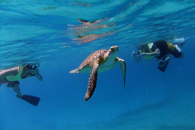 Turtle Cove Catamaran Snorkel and Sail at Little Buck Island STT - Turtle Cove gives you a simple St. Thomas sea day