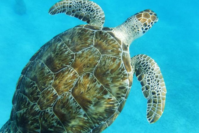 Turtle Cove Catamaran Snorkel and Sail at Little Buck Island STT - Snorkeling is guided, but you control the pace