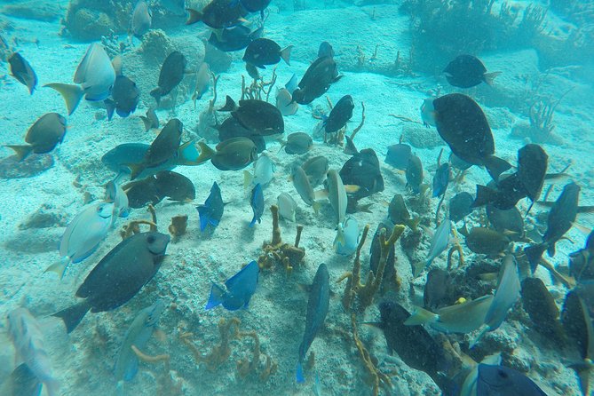 Turtle Cove Catamaran Snorkel and Sail at Little Buck Island STT - Is $119 a fair price?