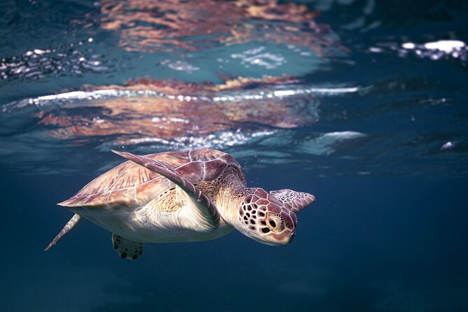 Turtle Snorkeling Aruba: Private Tour with Video - The GoPro12 video is more than a small extra