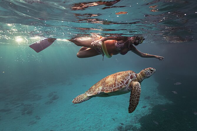 Turtle Snorkeling Aruba: Private Tour with Video - Best timing and practical planning