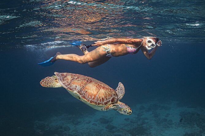 Turtle Snorkeling Aruba: Private Tour with Video - What your one-hour outing actually includes