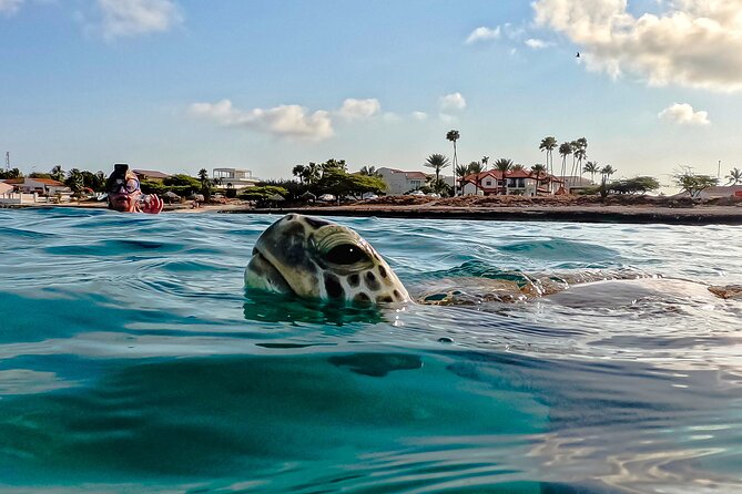 Turtle Snorkeling Tour in Tres Trapi, Aruba - Key points to know before you book