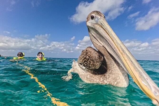 Turtle Snorkeling Tour in Tres Trapi, Aruba - Turtles, rays, and the rest of the reef