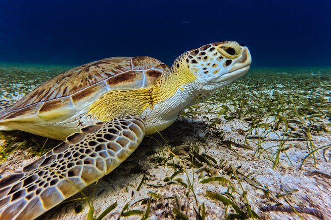 Turtle Snorkeling Tour in Tres Trapi, Aruba - Why the 8 a.m. time may be worth choosing