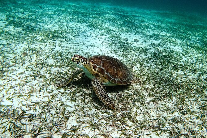 Turtle Snorkeling Tour in Tres Trapi, Aruba - Practical details at Tres Trapi Beach