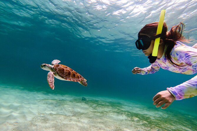 Turtle Snorkeling Tour in Tres Trapi, Aruba - What the two-hour outing is like