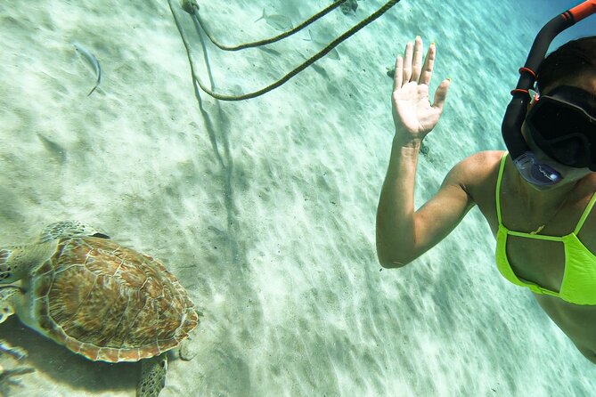 Turtle Swim at TurtleBay visit Flamingos & KnipBeach Safari Truck - Knip Beach brings the best scenery