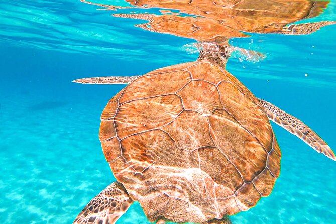 Turtle Swim at TurtleBay visit Flamingos & KnipBeach Safari Truck - What the $82 price includes