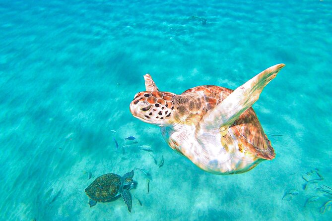 Turtle Swim at TurtleBay visit Flamingos & KnipBeach Safari Truck - Reliability matters on a cruise day