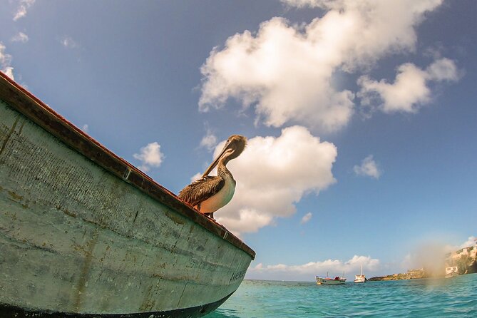 Turtle Swim at TurtleBay visit Flamingos & KnipBeach Safari Truck - Who will enjoy this Curacao outing