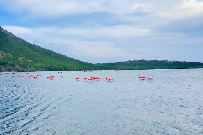 Turtle Swim at TurtleBay visit Flamingos & KnipBeach Safari Truck - Snorkeling with turtles at Turtle Bay