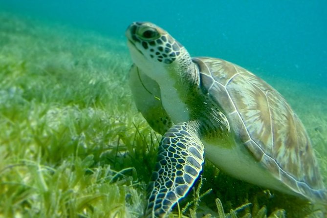 Turtles, Pizza Pi & Sunset trip - Leaving Red Hook and heading toward Christmas Cove